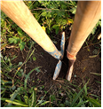 두 삽을 이용하여 작물 뿌리가 주로 분포하는 깊이(약 15cm)와 일정한두께(약 5~7cm)의 토양시료를 채취 _1 img